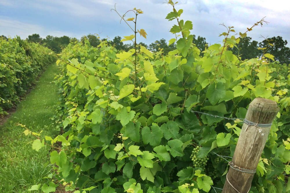 Seneca Lake Wineries